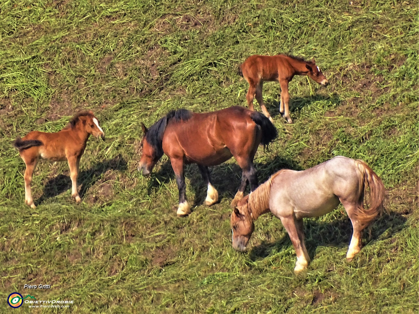 20 Cavalli e puledri al pascolo.JPG